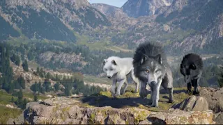 Wolf game, wolf animal war gameplay ads #animals #ads#games #gameplay #advertising