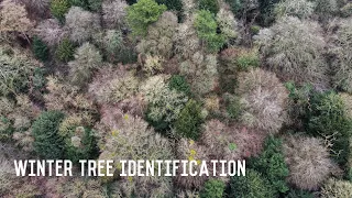 WINTER TREE IDENTIFICATION-  The winter clues of 11 common deciduous trees