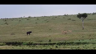 Buffalo cheesing three lions 🦁