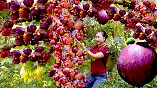 How to Harvest Ripe Mangosteen |Looking for Mangosteen in the Forest | sell mangosteen at the market
