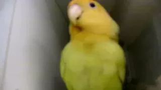 Peachfaced Lovebird Talking