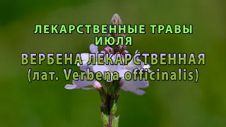 Лекарственные растения июля "Вербена лекарственная"