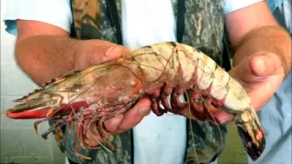 Giant Alien Shrimp Invades Gulf of Mexico