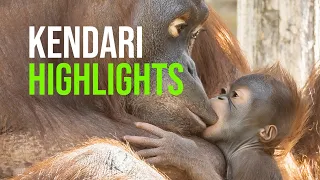ICYMI: Zoo Vienna Baby Orangutan Highlights