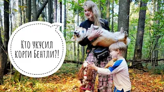 Корги Бентли в поисках приключений в осеннем лесу! // привет, сентябрь! День 30