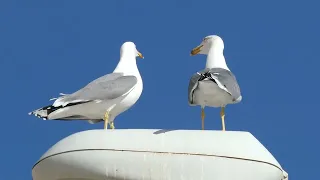 Yellow-legged gull poops on a street lamp (Calpe, Spain)