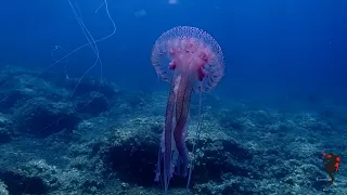 Μωβ μέδουσες - Pelagia noctiluca - jellyfish