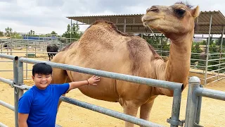 Alex Aprende Sobre Animales Salvajes en la Granja | Historia de Animales de Zoológico