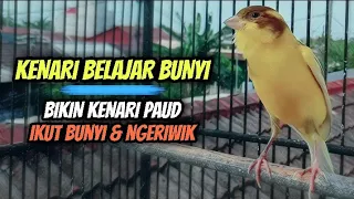 Kenari Belajar Bunyi Cuit Cuit || Sangat Ampuh Untuk Masteran Kenari Paud & Pancingan Kenari