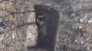 Сенсация. Археологи нашли в районе Анапы золотого коня Митридата