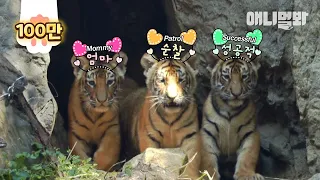 Momma Tiger’s Parenting Tips Who Gave Birth To Quintuplet Cubs