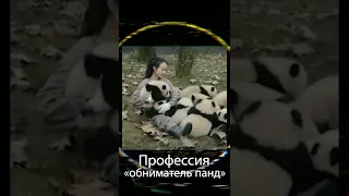 Профессия "обниматель панд"