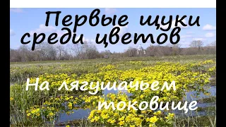 Открытие сезона на цветущих лугах. Удивительная поклевка и попал на лягушачье токовище.