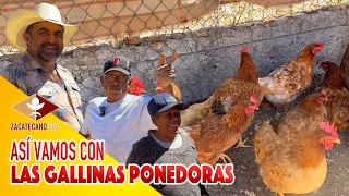 ¿PERO QUÉ ESTÁ PASANDO con las gallinas de Héctor y Toñita?
