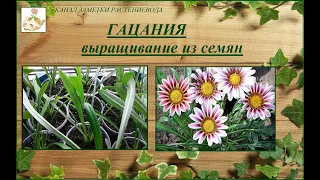 Гацания (газания) - выращивание из семян