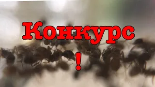 Конкурс на 3 колонии