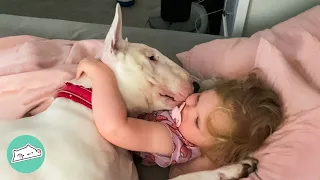 Gentle Bull Terrier Got Love Struck When New Sister Arrived Home | Cuddle Buddies