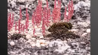 Girraween wildflowers