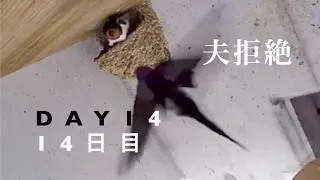 ツバメ巣作り密着24時 14日目/Swallows build their nest DAY 14/引き続き夫を拒絶する妻（泣）産卵準備かな？