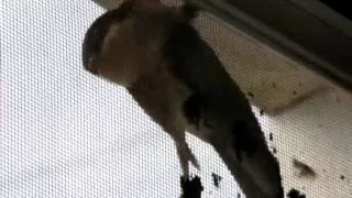 Как ласточки делают гнездо на моём окне