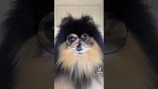 Hello my name is Zuzie trend Pomeranian puppy TikTok by mochapom