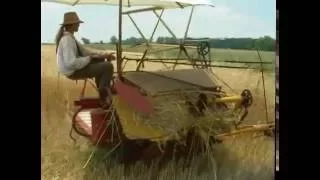 Cutting wheat with a reaper binder at Slate Run Farm