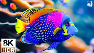 The Best 8K Aquarium for Relaxation🐠 Relaxing Oceanscapes - Sleep Meditation