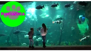 # 2, Океанариум Крокус Сити г Москва , Crocus City Oceanarium Moscow