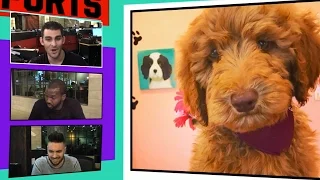 Steph Curry Drops $3,800 On Adorable New Puppy | TMZ Sports