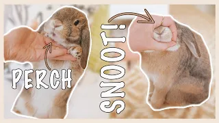 How To Teach Your Rabbit Tricks!