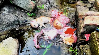 Kittens abandoned in icy water! Meow gradually weakens, A miracle saved the live of four kitten