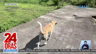 5 magkakaanak at 2 iba pa, nakagat ng tuta na may rabies pala | 24 Oras Weekend