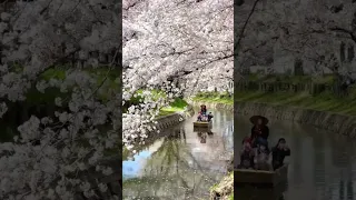 Кавагоэ, Япония Туннель из цветущей сакуры в Японии!