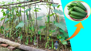 How to grow cucumbers with lots of fruit all year round is very easy