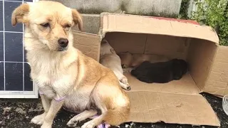 Mother dog abandoned on the street, she's crying for the children behind her