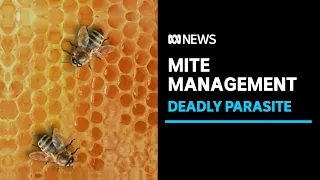 Australia abandons efforts to eradicate deadly parasite varroa mite | ABC News