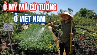 Cuộc Sống Làm Vườn Của Người Việt Ở Mỹ