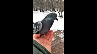 Особо дерзкий и наглый голубь / A particularly audacious and impudent pigeon