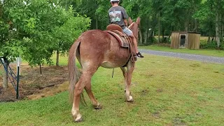 Belgian Mule