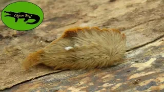 Most Toxic Caterpillar!