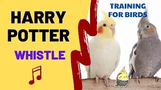 HARRY POTTER with WHISTLE - Cockatiel Singing Training