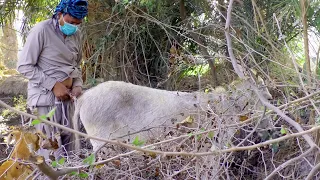 Video Donkey Funny Video Amazing Man Living With Donkey 2021 4k video DH