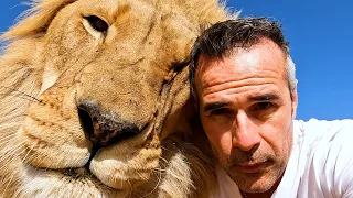 LION PRIDE loses a QUEEN | The Lion Whisperer