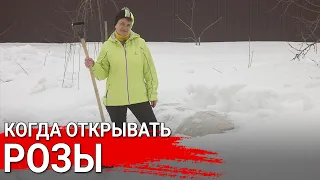 Когда открывать розы