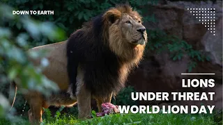 World Lion Day 2023 : How do we conserve our Asiatic Lions?