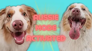 The Ultimate Exercise For Your Aussie