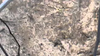 Hawksbill Turtle Hatchlings in Maui