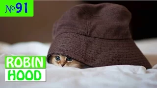 ПРИКОЛЫ 2017 с животными. Смешные Коты, Собаки, Попугаи // Funny Dogs Cats Compilation. Апрель №91