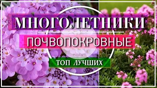 ТОП 10 ЛУЧШИХ ЦВЕТУЩИХ ПОЧВОПОКРОВНЫХ Многолетников -  И ПОЛОТЬ НЕ НАДО !