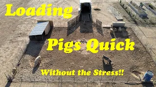 Load Pigs in Under 2 Minutes | Pig Loading Hacks